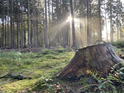 Sonnenstrahlen im Wald / Foto: Alexander Hauk