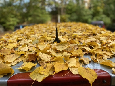 Laub auf Auto - Der Herbst ist da / Foto: Alexander Hauk