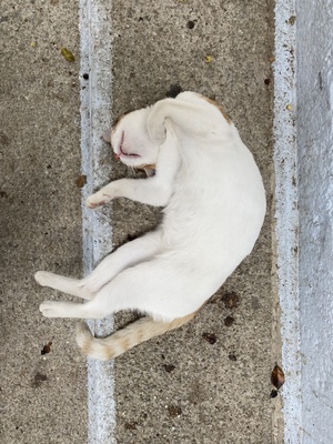 Katze schläft auf Steintreppe / Foto: Alexander Hauk