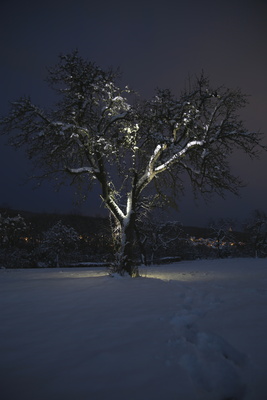Obstbaum bei Nacht