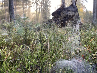 Spinnennetz im Wald am Morgen in der Lüneburger Heide / Foto: Alexander Hauk