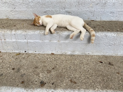 Auf Stufen schlafende Katze / Foto: Alexander Hauk