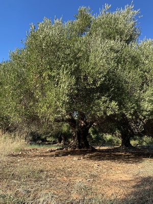 Olivenbaum auf Kreta / Foto: Alexander Hauk