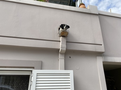 Hund auf Kreta bellt Passanten von Balkon aus an / Foto: Alexander Hauk
