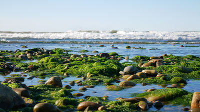 Brandung bei Garmouth mit Algen