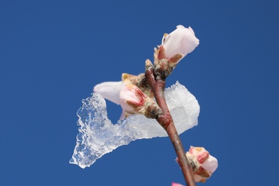 pfirsichblüte bei tauwetter