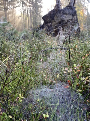 Spinnennetze im Morgenlicht im Wald / Foto: Alexander Hauk