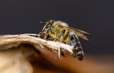 Westliche Honigbiene-4
