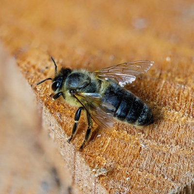 Westliche Honigbiene-2