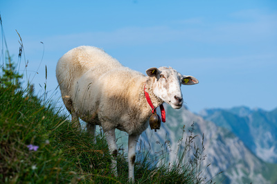 Schaf im Gantrischgebiet
