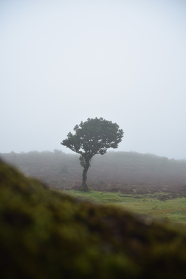 single tree