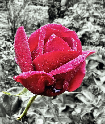 Rosen im Morgentau