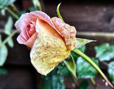 Rosen im Morgentau