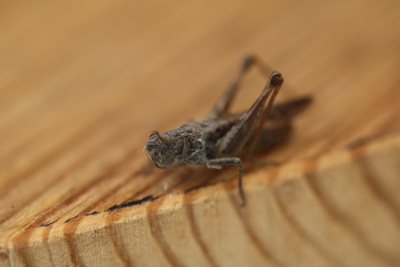 Brauner Grashüpfer