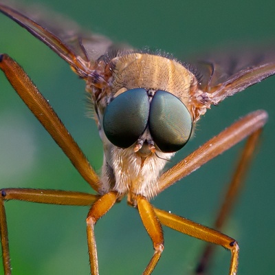 Goldgelbe Schnepfenfliege-5