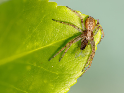 Flachstrecker-Spinne