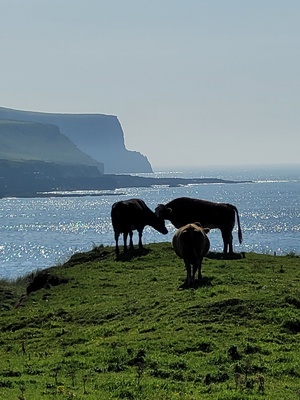 Kühe vor den Cliffs of Moher