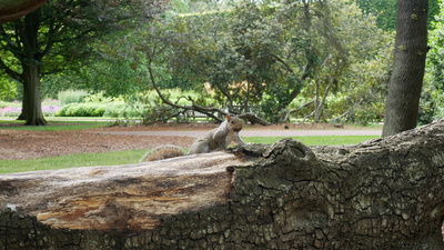 Squirrel im Royal Botanic Garden Edinburgh