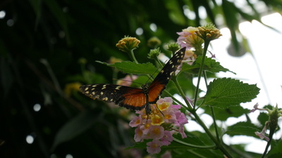 Schmetterling im Palmengarten