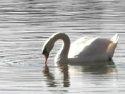 schwan_salzachsee