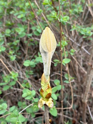 Magnolie