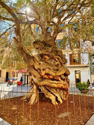 Olivenbaum in Palma