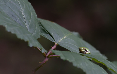 Laubfrosch