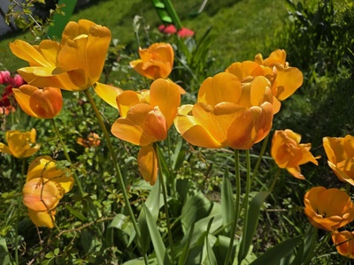 Tulpen