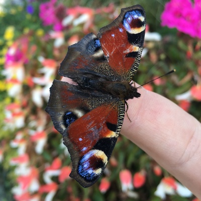 Schmetterling auf dem Finger