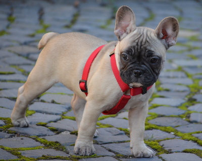 Emma die Bulldogge aus Frankreich