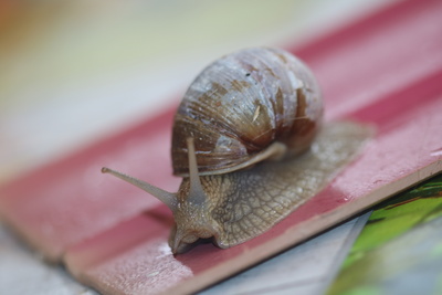 Weinbergschnecke heute ist das Foto entstanden.