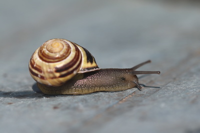 Schnecke