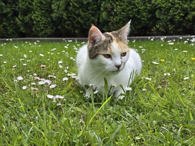 Katze im Gras