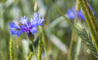 Blue Star im Kornfeld