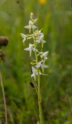 Weiße Waldhyazinthe