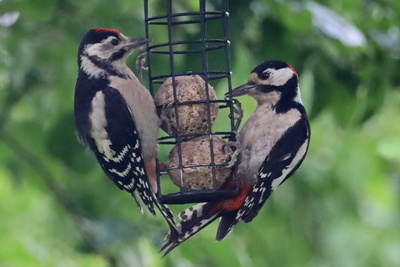 vater und sohn?