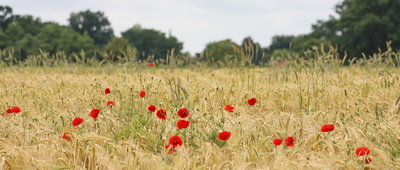 korn und blumen