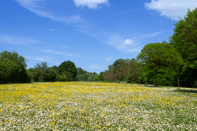 Sommerwiese