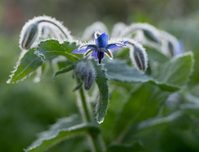 Borretschblüte