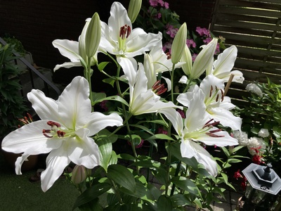 Lilien