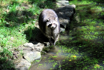 Waschbär