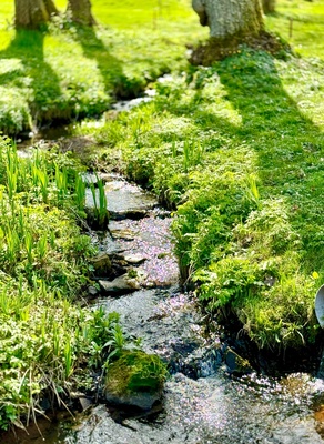 Bachlauf im Frühjahr