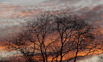 Filigrane Baumstruktur vor Winterhimmel