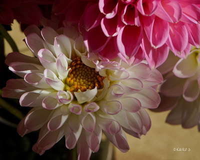 2 Dahlienblüten in konstrastreicher Beleuchtung