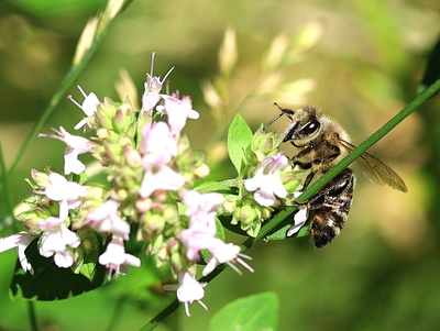 wildbiene im majoran