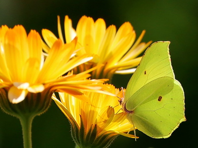 zitronenfalter auf calendula