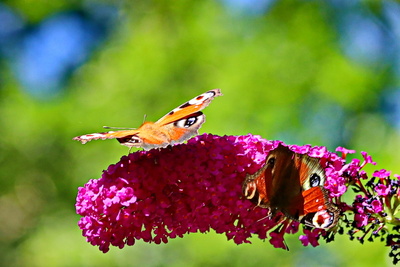 tagpfauenaugen auf sommerflieder