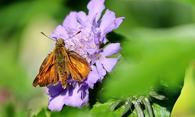 dickkopffalter auf scabiose