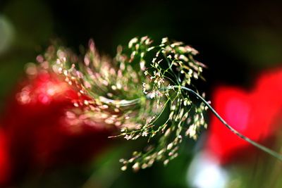 gras im wind