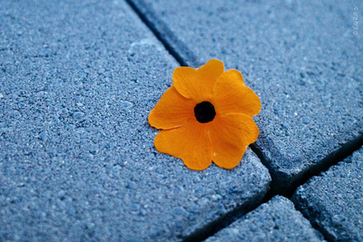 Blüte Schwarzäugige Susann auf Betonplatten